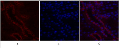 c-Fos Polyclonal Antibody