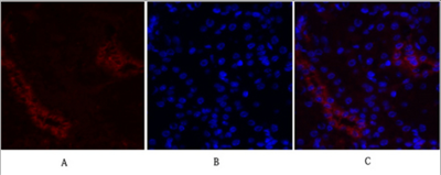 c-Fos Polyclonal Antibody