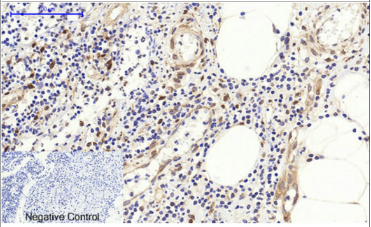 c-Fos Polyclonal Antibody