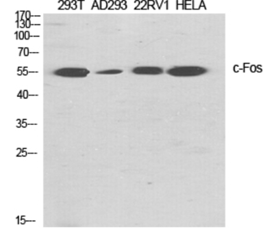 c-Fos Polyclonal Antibody