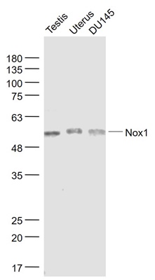 Nox1/NADPH oxidase 1 Polyclonal Antibody