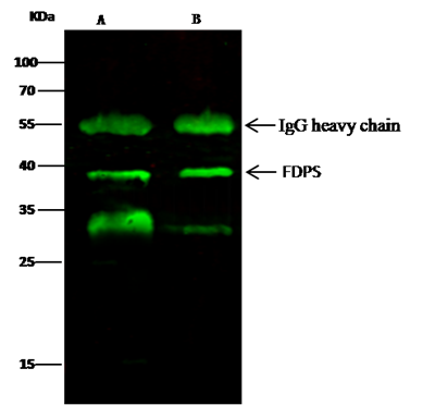 Farnesyl polyclonal antibody, FDPS