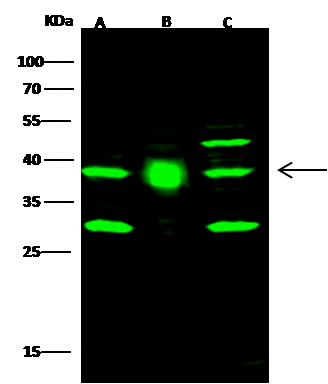 Farnesyl polyclonal antibody, FDPS