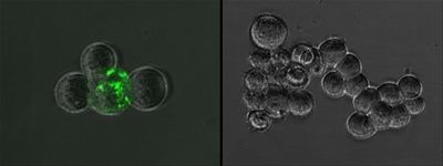 Anti-S (SARS-CoV-2) Rabbit monoclonal antibody