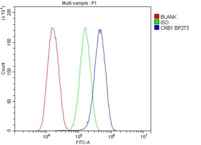 CRB1 Polyclonal Antibody