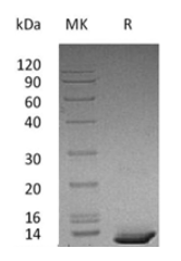 Recombinant Human CXCL10 Protein