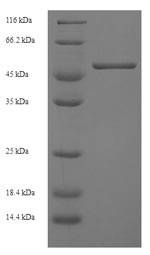 Recombinant Mouse H2-D1 Protein