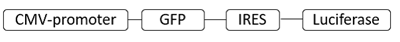 Pseudovirus-SARS-COV-2 (D614G)