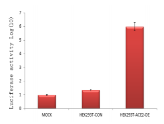 Pseudovirus-SARS-COV-2 (D614G)