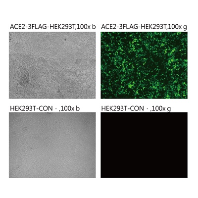 Pseudovirus-SARS-COV-2 (N439K)