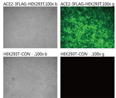 Pseudovirus-SARS-COV-2 (A570D)