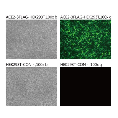 Pseudovirus-SARS-COV-2 (P681H)