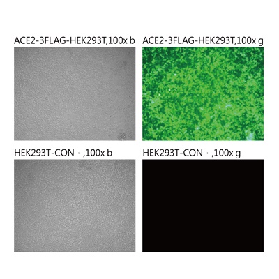 Pseudovirus-SARS-COV-2 (D80A)