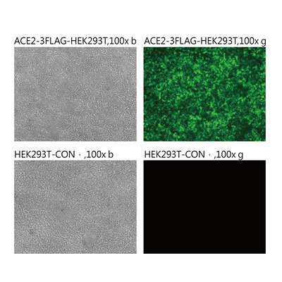 Pseudovirus-SARS-COV-2 (A701V)