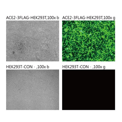 Pseudovirus-SARS-COV-2 (P26S)