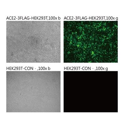 Pseudovirus-SARS-COV-2 (D138Y)