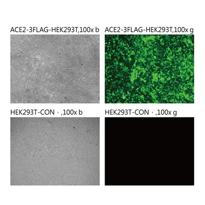 Pseudovirus-SARS-COV-2(K417T)