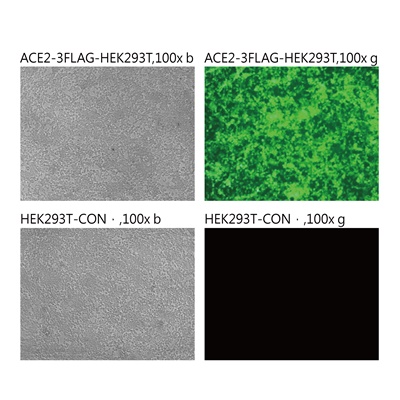 Pseudovirus-SARS-COV-2 (T1027I)