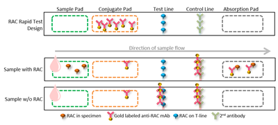 RAC(Ractopamine) Lateral Flow Rapid Test Kit (Urine, Tissue)