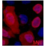 Myc-tag (7D9) Mouse mAb