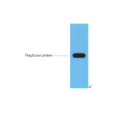 Flag-tag (7E1) Mouse mAb