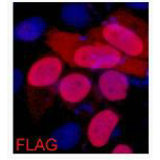 Flag-tag (7E1) Mouse mAb