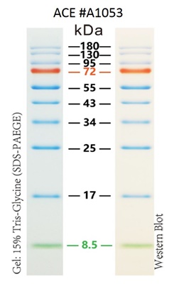 AceColor™ Prestained Protein Marker (8.5-180 kDa)