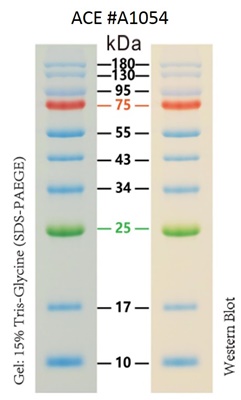 AceColor™ Prestained Protein Marker (10-180 kDa)