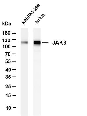 JAK3 (PT0405R) PT® Rabbit mAb