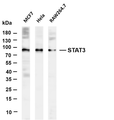 STAT3 (PT0496R) PT® Rabbit mAb