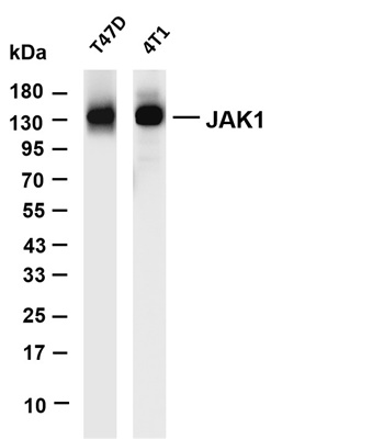 JAK1 (PT0658R) PT® Rabbit mAb