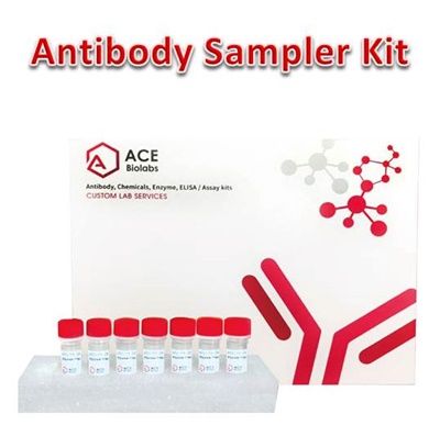 Endodermal Lineage Marker Antibody Sampler Kit