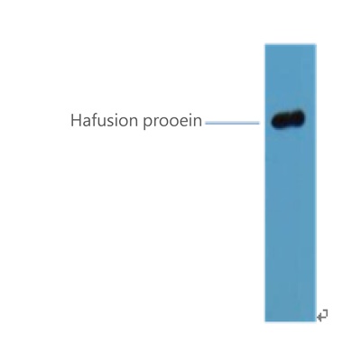 HA-Tag Monoclonal Antibody(1B10)