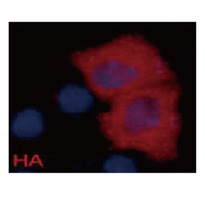 HA-Tag Monoclonal Antibody(1B10)