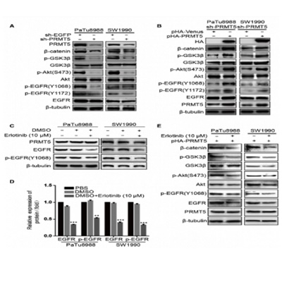 HA-Tag Monoclonal Antibody(1B10)