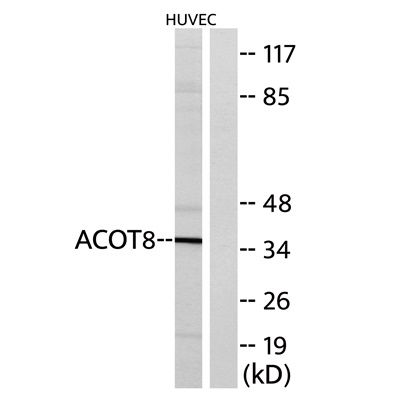 ACOT8 Rabbit pAb
