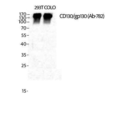 CD130 Rabbit pAb