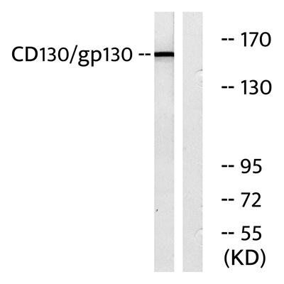 CD130 Rabbit pAb