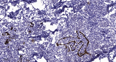 CD130/gp130 (Phospho Ser782) Rabbit pAb
