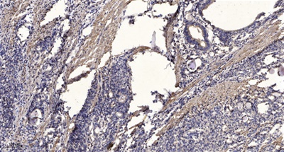 Jak1(Phospho Tyr1034/1035) Rabbit pAb