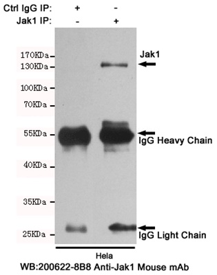 Jak1 Mouse mAb