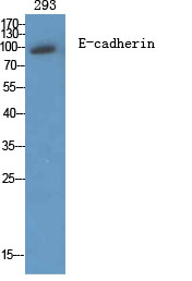 E-cadherin Polyclonal Antibody