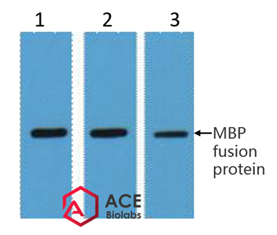 MBP-Tag Monoclonal Antibody(7G2)