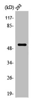 PTEN Antibody