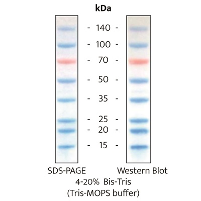 AceColor™ DualColor Prestained Protein Marker (15-140 kDa)