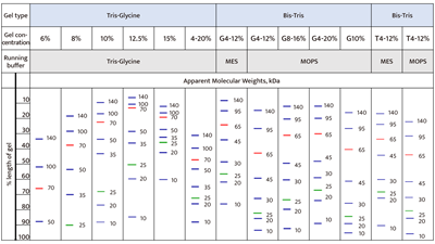 AceColor™ TriColor Prestained Protein Marker (10-140 kDa)