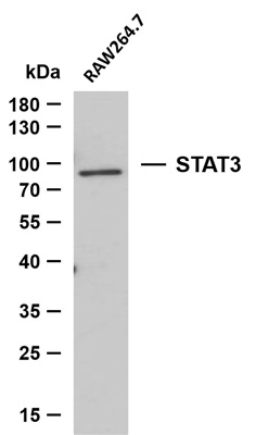 STAT3 (PTR1364) Mouse mAb