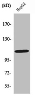 RB1 Antibody