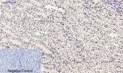 SIRT1 Polyclonal Antibody