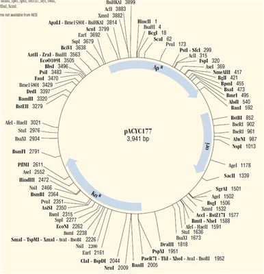 pACYC177 Vector